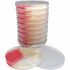 Hardy Diagnostics TSA (Tryptic Soy Agar) / CET (Cetrimide Selective Agar) / MSA (Mannitol Salt Agar) Triplates