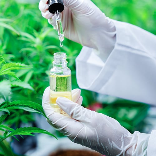 Cannabis Extraction: Solventless Extraction