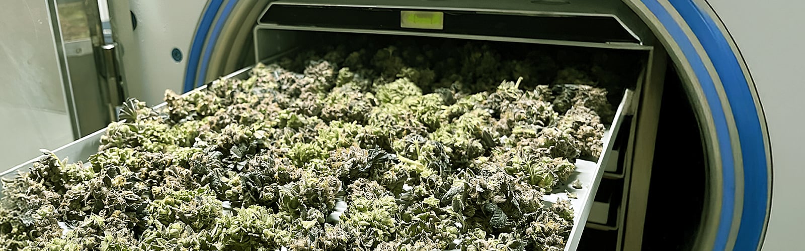 Cannabis Biomass in a Freeze Dryer