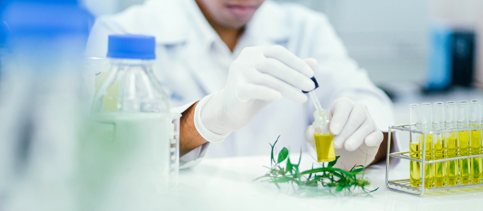 Cannabis Distillation