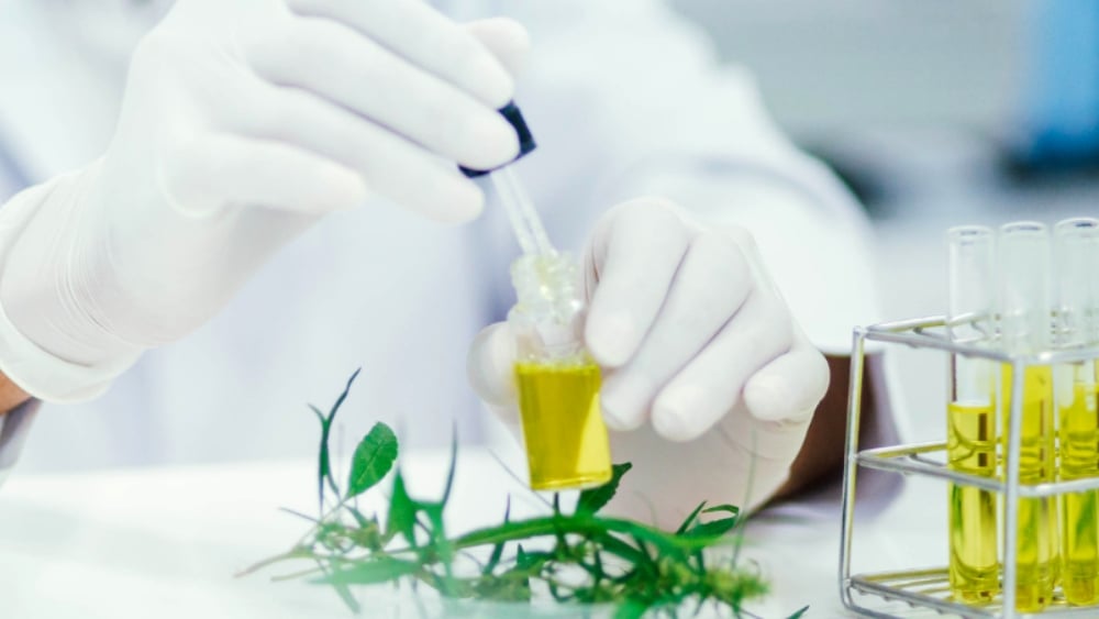 A Growing Concern: Quality Control in the Cannabis Industry
