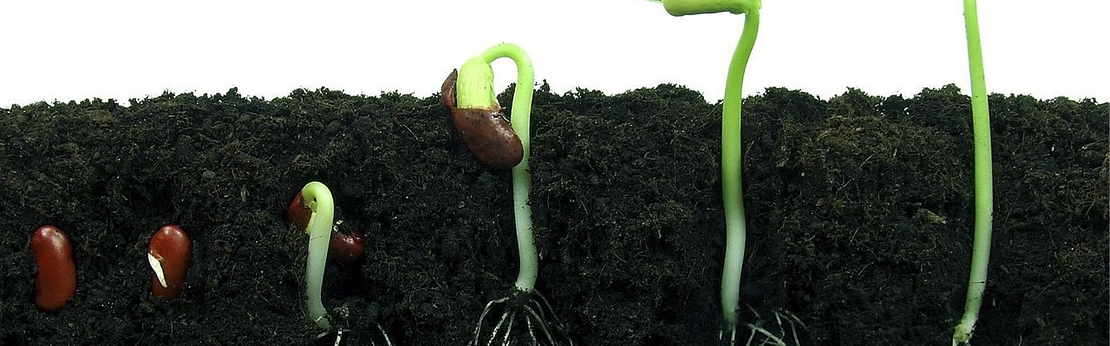 What is Seed Viability?