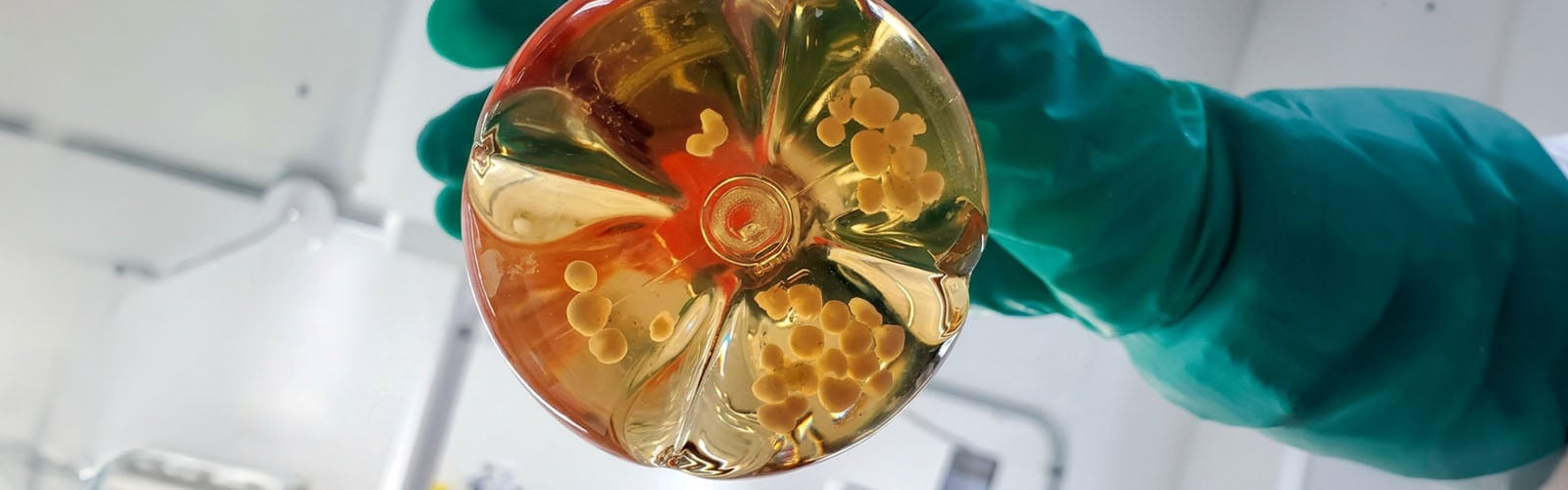 What are Organoids Used For?