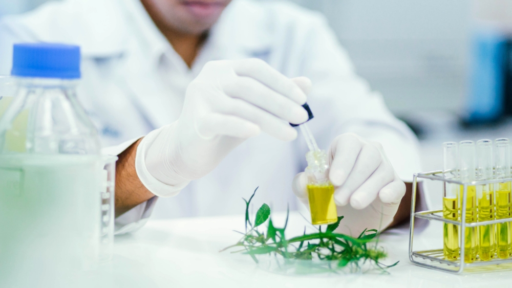 Effective Distillation of THC and CBD from Cannabis Plants